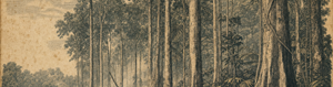 The Tree That Watches Back
