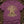 Baobab Night Archive — berry