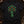 The Holly Bough — black (WS_mockup1 3)